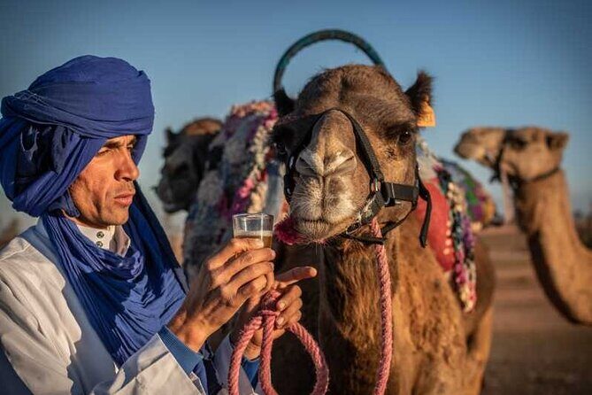 Agafay Desert Camel Ride & Quad Bike - Who Will Love This Tour?