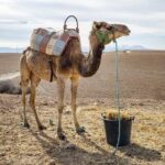 Agafay Desert - Quad camel and dinner show - FAQ