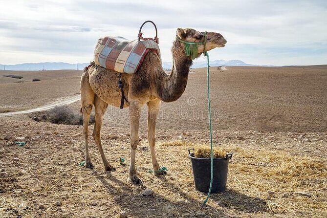 Agafay Desert - Quad camel and dinner show - FAQ