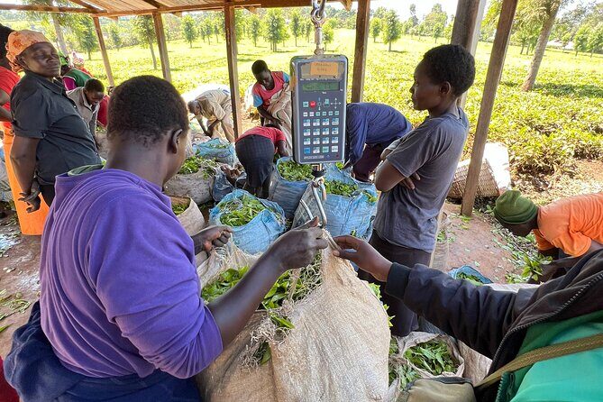 Agro-Tourism Tea Workshop in Nandi Hills - Why Value Matters in This Experience