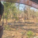 Airport, Hotel and local transfers in Victoria Falls - Why This Transfer Service Stands Out