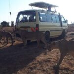 Airport Pick Up To Nairobi National Park / Drop Off - Why This Tour Offers Great Value