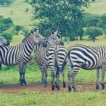 Akagera National Park Day Trip - What Makes This Tour Stand Out?