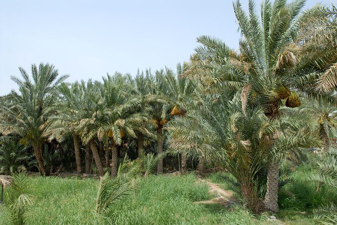 Al Ain City Tour Full-Day with Guide - The Itinerary in Detail