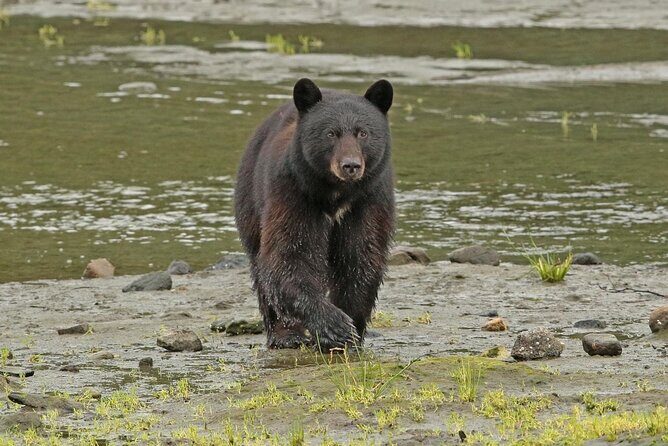 Alaska Native Cultural and Wildlife Adventure - Transportation, Group Size, and Overall Value