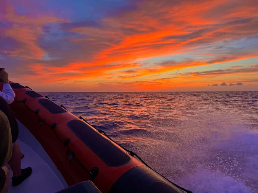Alcudia: Dolphin Watching at Sunrise with Speedboat - Who Will Love This Tour?