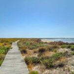 Algarve: Olhão Highlights Tour and Ria Formosa Boat Trip - Who Should Consider This Tour?