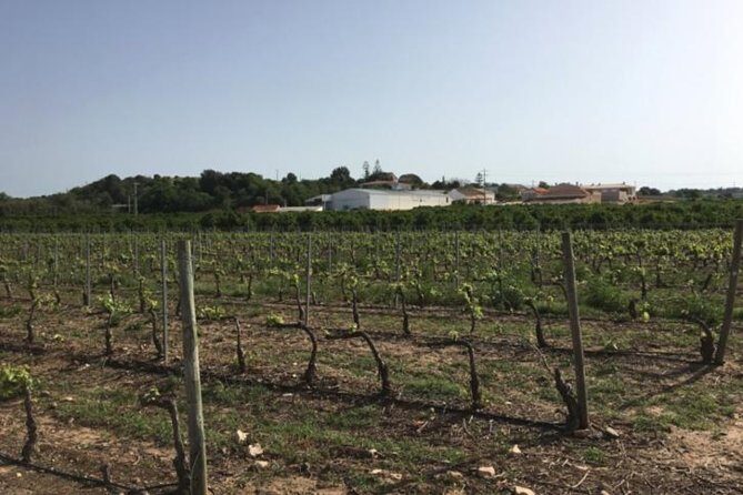 Algarve Wine Tour of Two Wine Estates - What’s Included and What’s Not