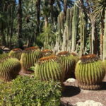 Alicante: UNESCO Heritage Palm grove + Artistic Garden Tour - What to Expect on This Tour