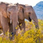 All inclusive Big 5 Aquila Safari Game Drive and Wine Experience - Transport, Timing, and Practicalities