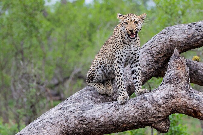 All inclusive BIG 5 Kruger 2 Day Safari from Johannesburg - What’s Included and What’s Not