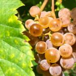 Alvarinho Wine Route: Private Full Day Tour - Discovering the Alvarinho Wine Route: An In-Depth Review