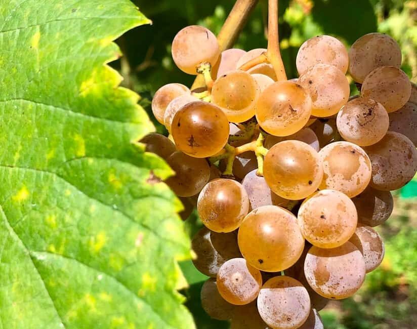 Alvarinho Wine Route: Private Full Day Tour - Discovering the Alvarinho Wine Route: An In-Depth Review