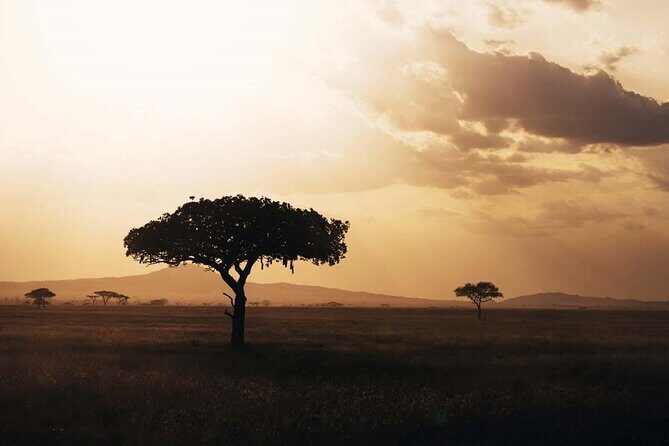 Amazing 4 Days Safari 3 Nights: Tarangire, Ngorongoro, Serengeti - The Itinerary Breakdown