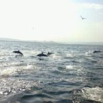 Amazing Dolphin Watching Tour In Muscat - Who Should Book This Tour?