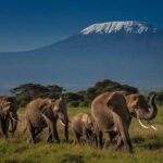 Amboseli Cultural & Wildlife Tour - 4 Day Unforgettable Budget Safari - Practicalities: Transportation, Accommodation, and Food