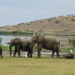 Amboseli day Escape: Private Tour - FAQ