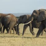 Amboseli Day Tour from Nairobi - What to Expect from the Guides and Logistics