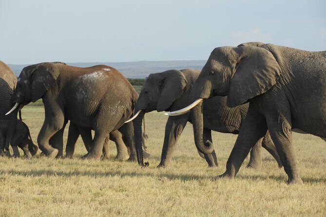 Amboseli Day Tour from Nairobi - What to Expect from the Guides and Logistics