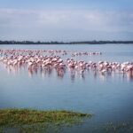 Amboseli Day Trip!! - What’s Included and What to Budget For