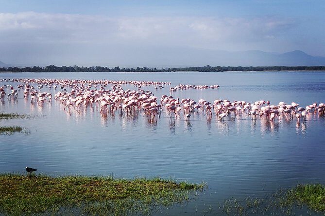 Amboseli Day Trip!! - What’s Included and What to Budget For