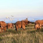 Amboseli & Nairobi National Park 3 Day Safari - What We Love About This Safari