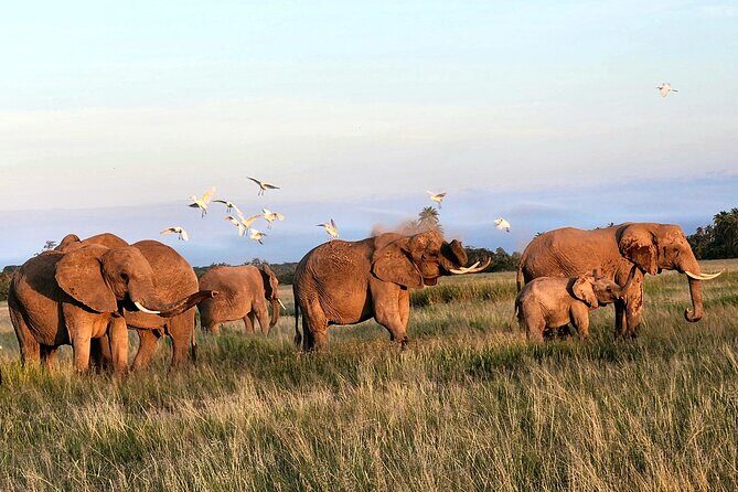 Amboseli & Nairobi National Park 3 Day Safari - What We Love About This Safari