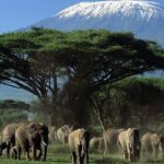 Amboseli National Park Day tour; Free Wifi Connection - Why This Tour Offers Good Value