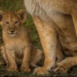 Amboseli National Park for 1 night and 2 days - Who This Tour Is Best For