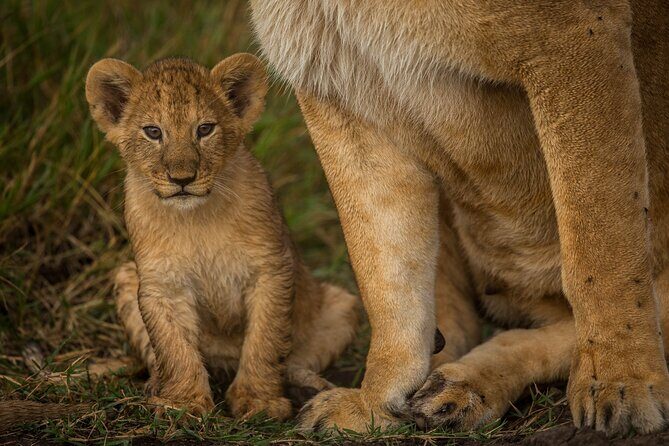 Amboseli National Park for 1 night and 2 days - Who This Tour Is Best For