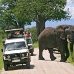 Amboseli National Park Full Day Guided Tour - What’s Included and What’s Not