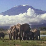 Amboseli National Park Guided Full Day Tour - Who Should Consider This Tour?