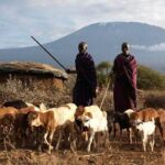 Amboseli national park private Day tour from Nairobi - Transportation and Comfort