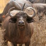 Amboseli Park & Kilimanjaro views Day tour - What Travelers Say: Authentic Insights from Reviews