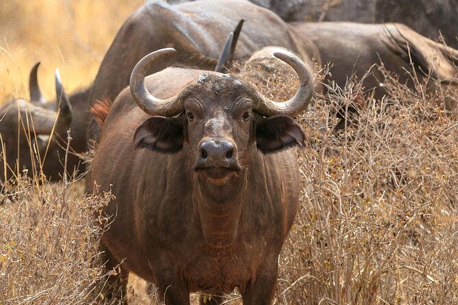 Amboseli Park & Kilimanjaro views Day tour - What Travelers Say: Authentic Insights from Reviews