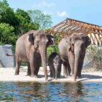 Amsterdam: ARTIS Royal Zoo Ticket with Animals on the Canal - What to Expect at ARTIS Royal Zoo