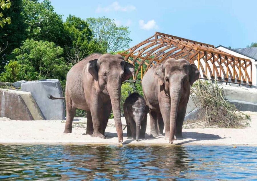 Amsterdam: ARTIS Royal Zoo Ticket with Animals on the Canal - What to Expect at ARTIS Royal Zoo