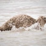 Amsterdam: Seal Safari at Waddensea UNESCO Site - The Itinerary: What to Expect on the Day