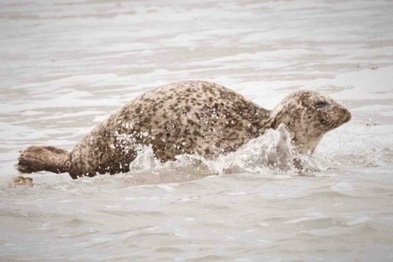 Amsterdam: Seal Safari at Waddensea UNESCO Site - The Itinerary: What to Expect on the Day