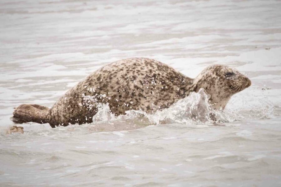 Amsterdam: Seal Safari at Waddensea UNESCO Site - The Itinerary: What to Expect on the Day