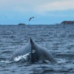 Andenes: Whale Watching/Puffin RIB Boat Tour from Bleik - Who Will Love This Tour?