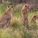 Ann van Dyk Cheetah Centre - Who Is This Tour Perfect For?