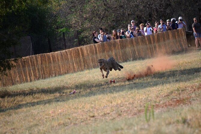 Ann Van Dyk Cheetah Centre Half-Day Tour from Johannesburg - What to Expect on Your Tour