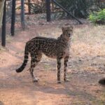 Ann Van Dyk Cheetah Centre Tour from Johannesburg or Pretoria - Final Thoughts: Who Should Book This Tour?