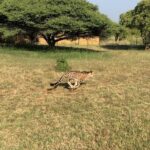 Ann Van Dyk Cheetah Centre Tour from Johannesburg or Pretoria - Detailed Breakdown of the Itinerary