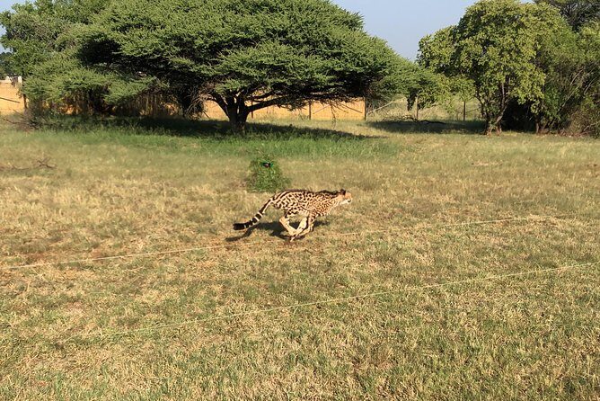 Ann Van Dyk Cheetah Centre Tour from Johannesburg or Pretoria - Detailed Breakdown of the Itinerary