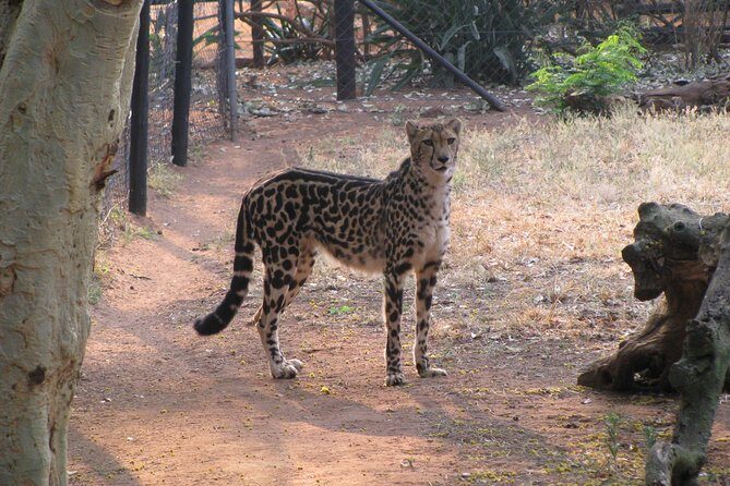 Ann Van Dyk Cheetah Centre Tour from Johannesburg or Pretoria - Final Thoughts: Who Should Book This Tour?