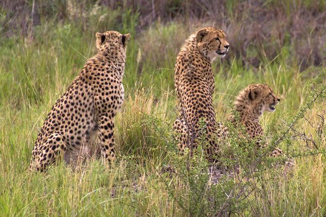Ann van Dyk Cheetah Centre - Who Is This Tour Perfect For?