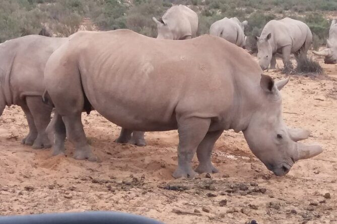 Aquila big five safari with transport, lunch Exclusive park fee. - Practical Details: What You Need to Know