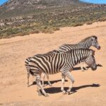 Aquila Game Reserve Big 5 Safari with Wine Tasting and Lunch - First Stop: Fairview Wine and Cheese Experience
